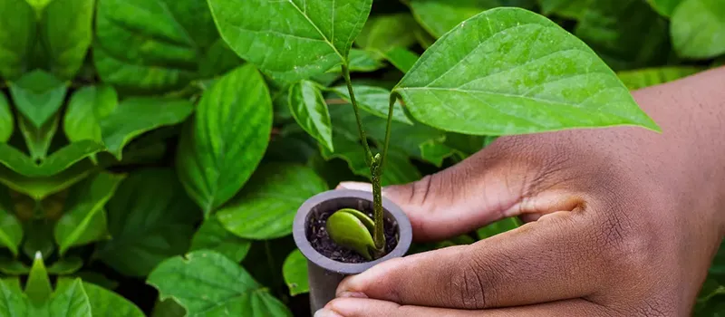 mhk_one_tree_planted