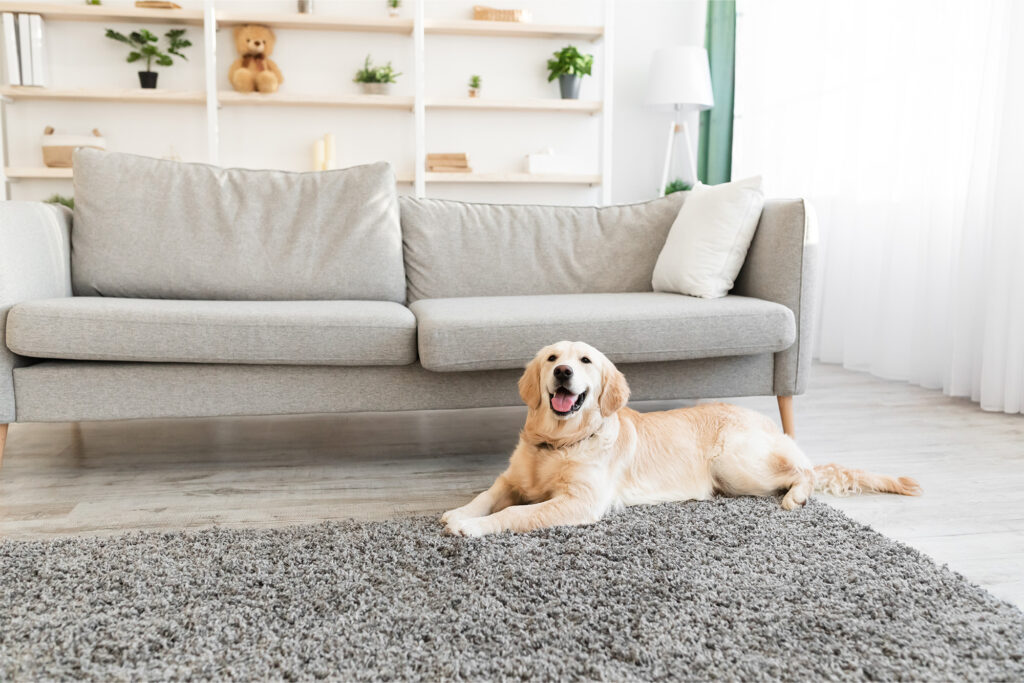 Laminate Flooring for Dogs by Markville in Markham, ON & Toronto, Ontario | Markville Flooring