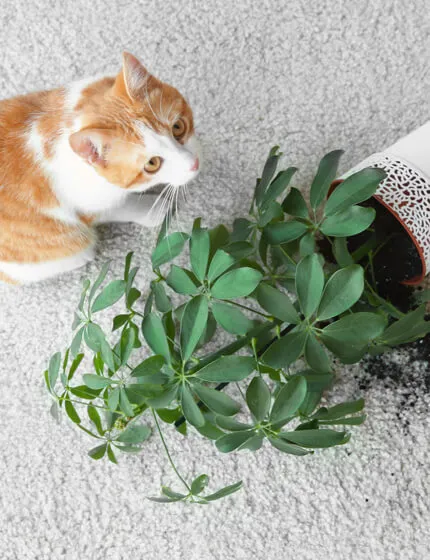 Pet stain | Markville Flooring